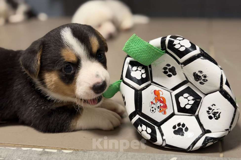 Собаки в Москве: щенок корги Мальчик, 80 руб. - фото 1