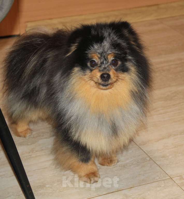 Собаки в Раменском: Мальчик Федя Мальчик, 25 000 руб. - фото 1