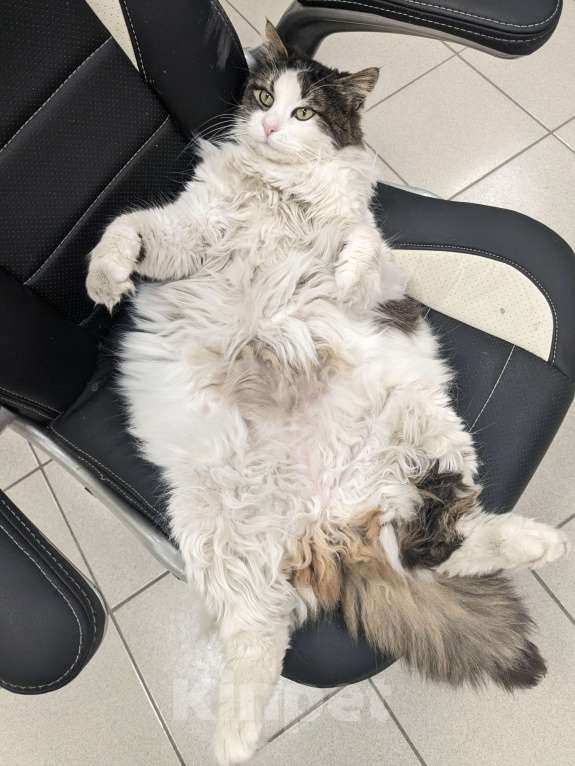 Кошки в Краснодаре: Потерялся кот Мальчик, 100 000 руб. - фото 3