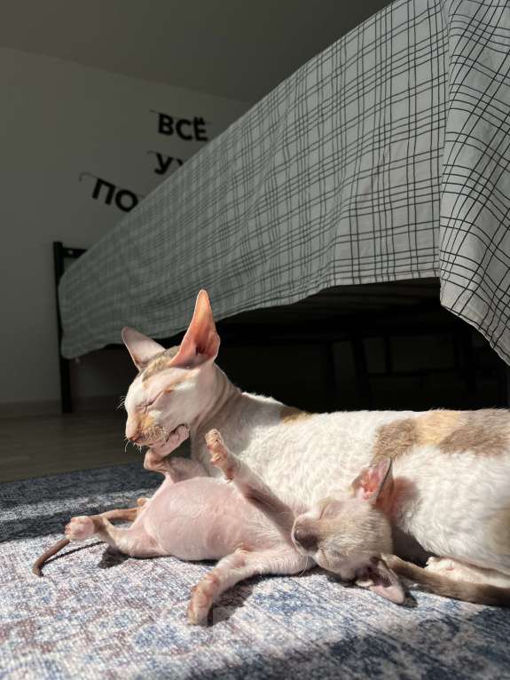 Кошки в Мытищах: Котенок Корниш-Рекс  Мальчик, 35 000 руб. - фото 4