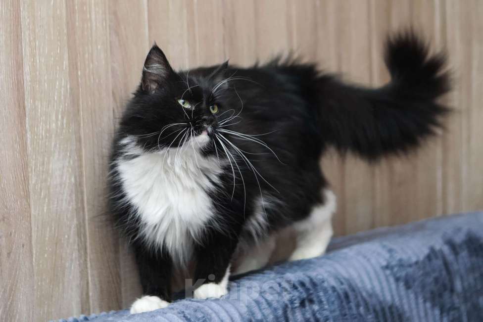 Кошки в Санкт-Петербурге: Шикарная Зося в добрые ручки Девочка, Бесплатно - фото 1