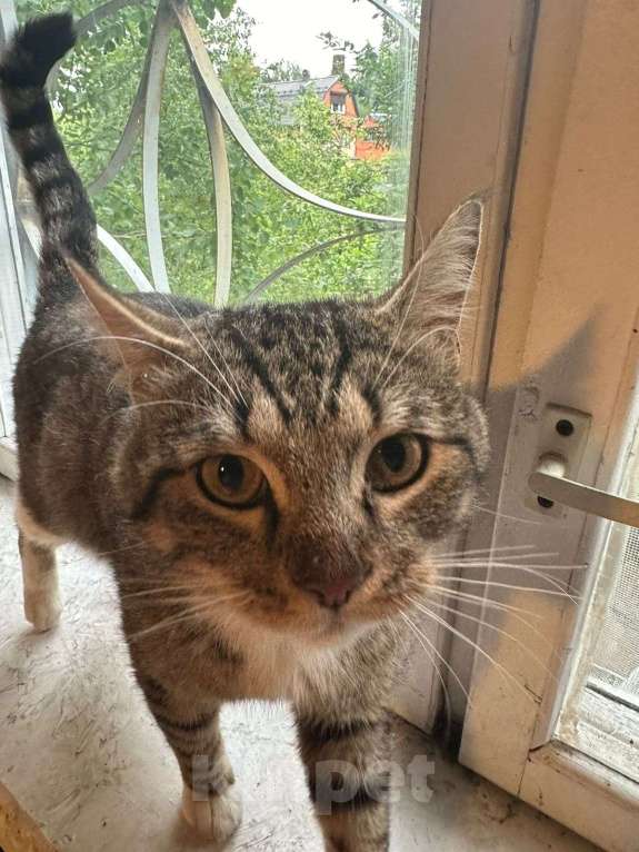Кошки в других городах Московской области: Кот Василий ищет дом и семью  Мальчик, Бесплатно - фото 2
