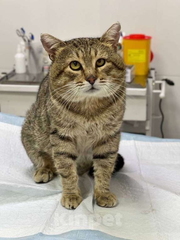 Кошки в Москве: Крутой кот Шурик в добрые руки Мальчик, Бесплатно - фото 5