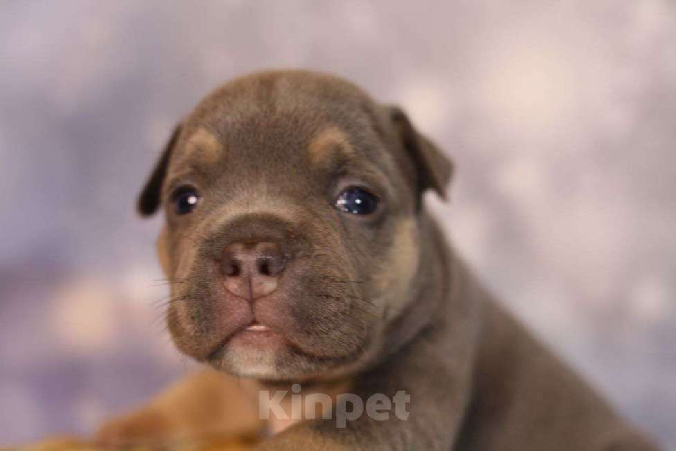 Собаки в Всеволожске: ММ ДАВИД КЬЯНТИ Мальчик, Бесплатно - фото 3