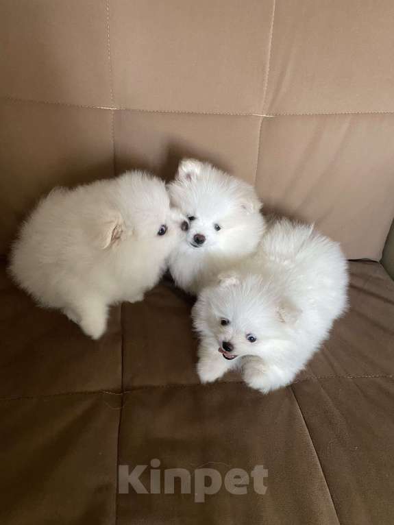 Собаки в Ногинске: Шпиц померанский  Девочка, 30 000 руб. - фото 3