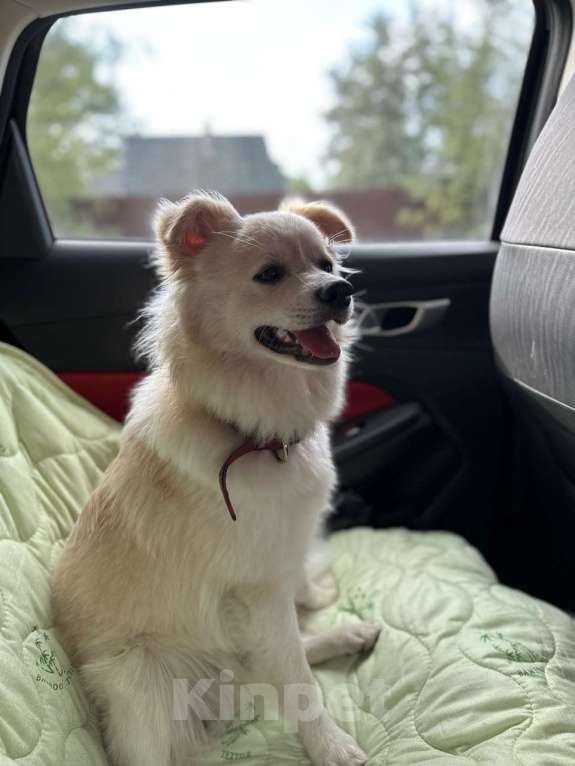 Собаки в Москве: Обратите внимание на пушистый комочек нежности под говорящим именем Персик!  Мальчик, Бесплатно - фото 5