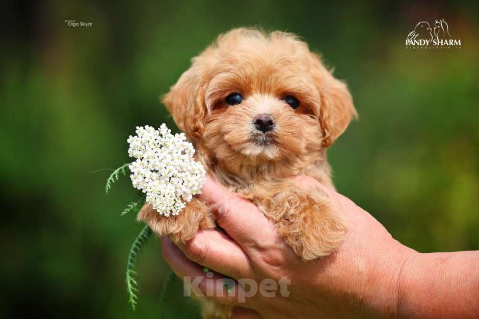 Собаки в Екатеринбурге: Шикарная девочка мальтипу от заводчика Девочка, 160 000 руб. - фото 3