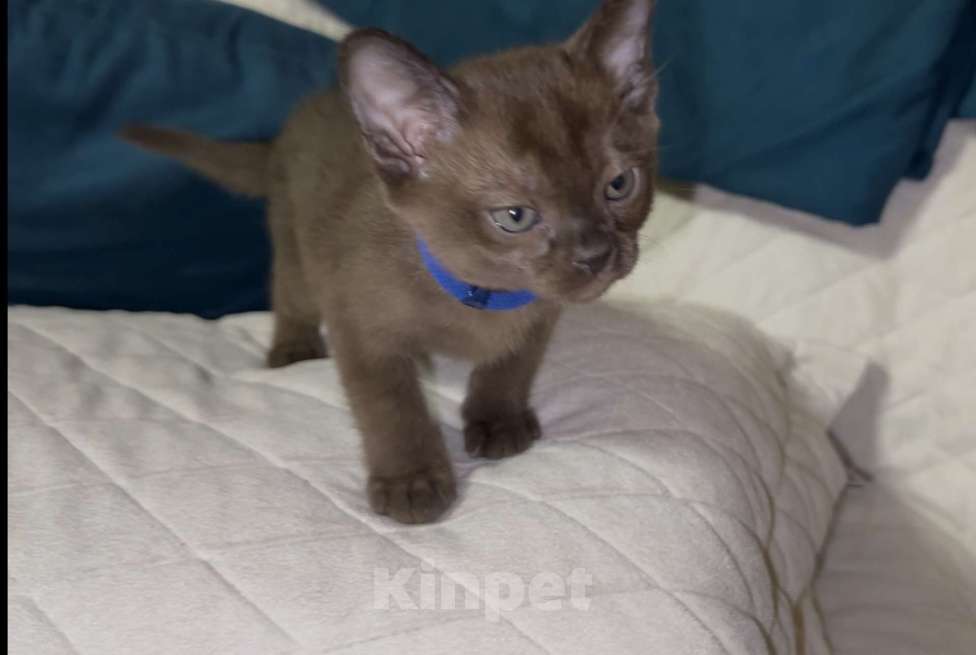 Кошки в Москве: Буми соболь Мальчик, 35 000 руб. - фото 5