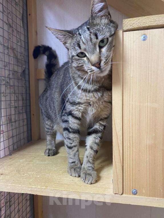 Кошки в Москве: Его оставили в деревне после лета. Зимой он едва выжил Мальчик, Бесплатно - фото 2