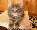 Кошки в Калуге: Котята майн-кун Девочка, 18 000 руб. - фото 1