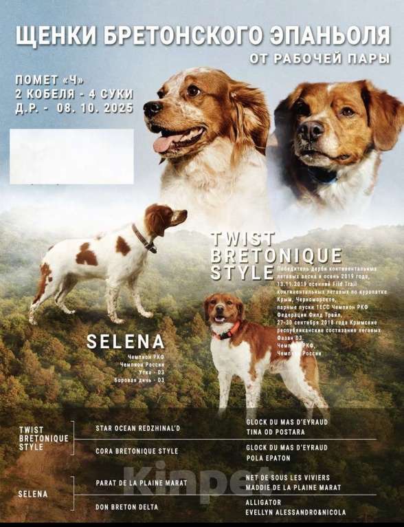 Собаки в Волгограде: Бретон Девочка, 45 000 руб. - фото 1