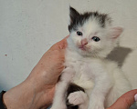 Кошки в Санкт-Петербурге: котята. коты и кошечки. есть пушистые. Разнополые, Бесплатно - фото 8