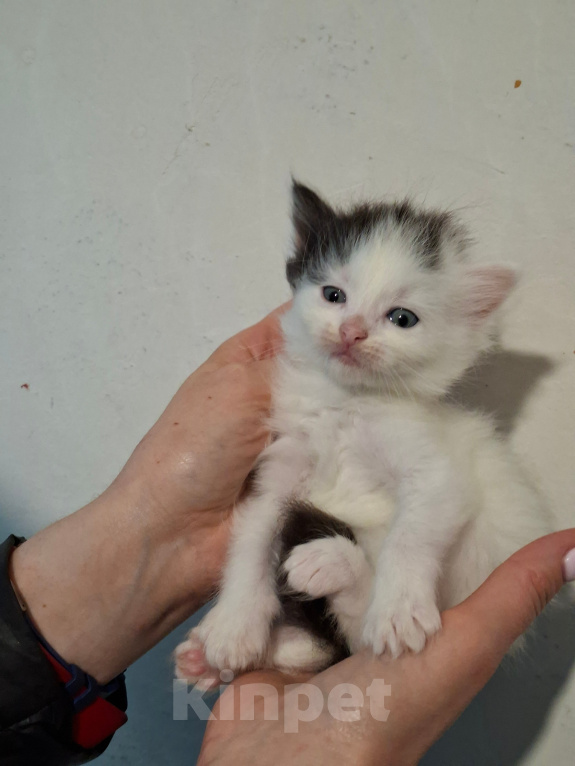 Кошки в Санкт-Петербурге: котята. коты и кошечки. есть пушистые. Разнополые, Бесплатно - фото 8