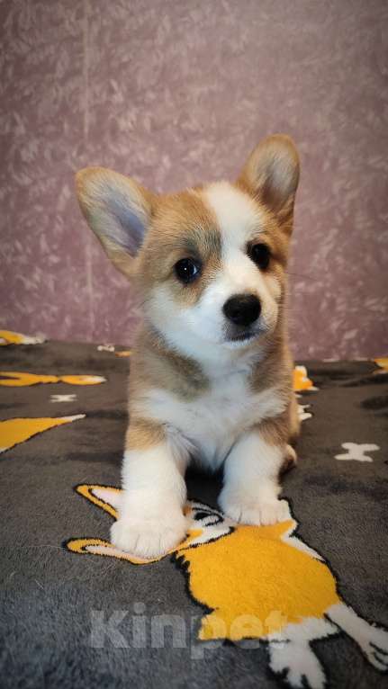 Собаки в Мценске: Девочка Дикая Орхидея Девочка, 50 000 руб. - фото 4