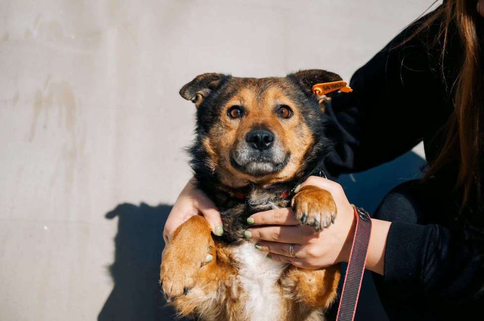 Собаки в Дмитрове: Вовик в добрые руки Мальчик, Бесплатно - фото 1