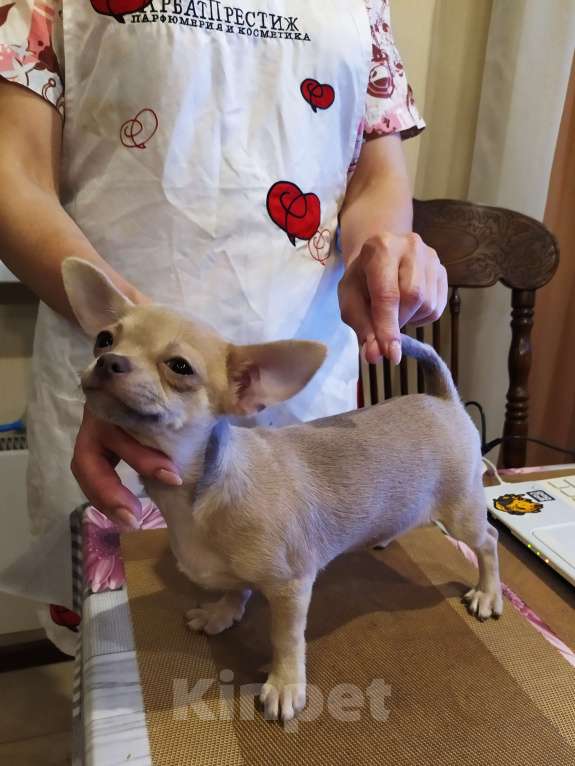 Собаки в Москве: Лиловая красивая девочка чихуахуа  Девочка, 70 000 руб. - фото 7