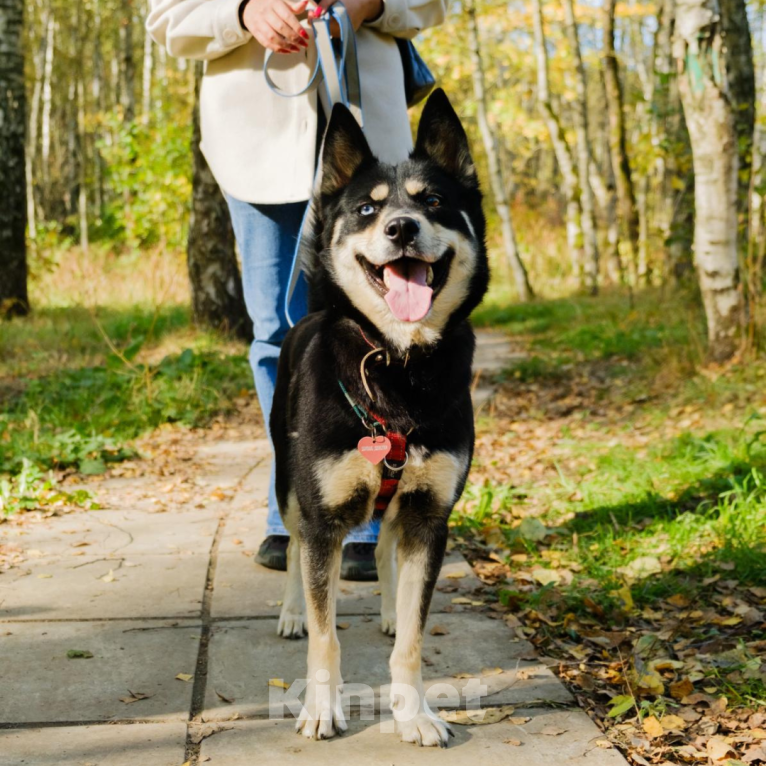 Собаки в Москве: Луна Девочка, Бесплатно - фото 4