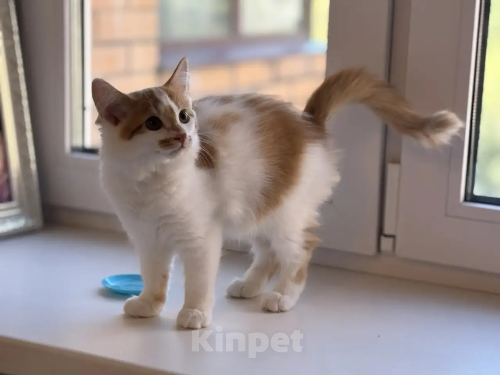 Кошки в Москве: Сибирские котята Разнополые, 1 000 руб. - фото 8