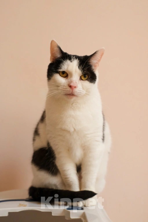 Кошки в Санкт-Петербурге: Марфа Сергеевна из приюта в добрые руки Девочка, Бесплатно - фото 4