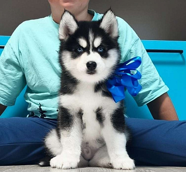 Хаски Щенки Разных окрасов