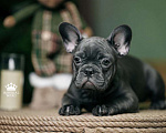 Собаки в Санкт-Петербурге: Французский бульдог щенок голубого окраса Девочка, 150 000 руб. - фото 2