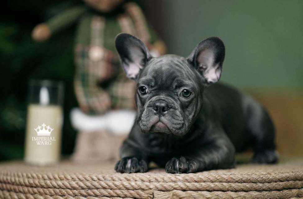 Собаки в Санкт-Петербурге: Французский бульдог щенок голубого окраса Девочка, 150 000 руб. - фото 2
