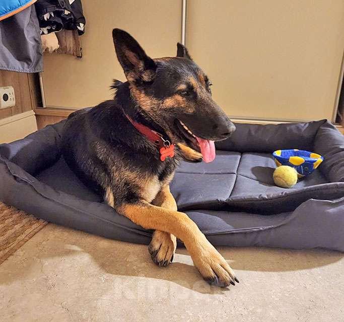 Собаки в Москве: Молодая собака Вита, немецкая овчарка ищет дом Девочка, 10 руб. - фото 1