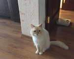Кошки в Уфе: Кот вязка, 800 руб. - фото 1