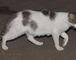 Кошки в Москве: Белая кошка с пятнами, Марго, 2-3 года, Бесплатно - фото 9