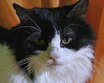 Кошки в Макарове: Клепа красивая кошка в дар, Бесплатно - фото 1