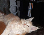 Кошки в Малмыже: Мейн-куны, 10 000 руб. - фото 4