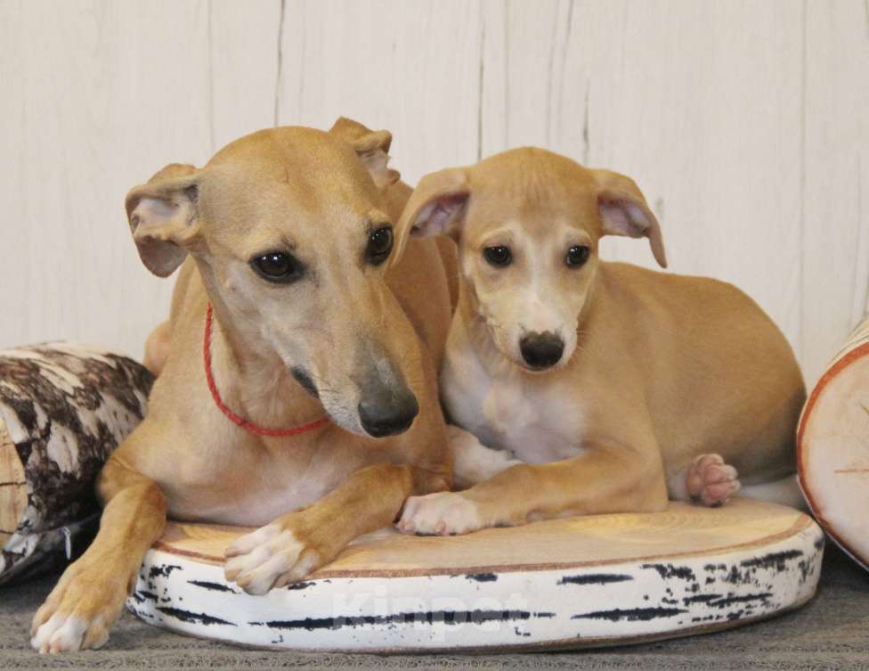 Собаки в Москве: Щенок уиппета от пары мультичемпионов  Мальчик, 90 000 руб. - фото 4