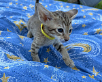 Кошки в Раменском: Сильвия Девочка, 40 000 руб. - фото 2