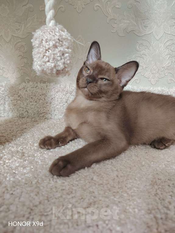 Кошки в Тюмени: Котёнок Европейской Бурманской Мальчик, 50 000 руб. - фото 2