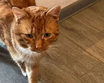 Кошки в других городах Калужской области: Найден рыжий кот Мальчик, Бесплатно - фото 1