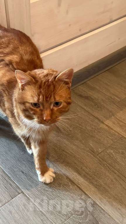 Кошки в других городах Калужской области: Найден рыжий кот Мальчик, Бесплатно - фото 1