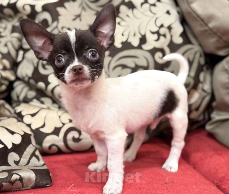 Собаки в Балашихе: Красивый мальчик Мальчик, 20 000 руб. - фото 5