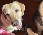 Собаки в Саратове: Лабрадор  Девочка, Бесплатно - фото 2