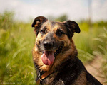 Собаки в Москве: Метис овчарки Бейлис ищет дом Девочка, Бесплатно - фото 1