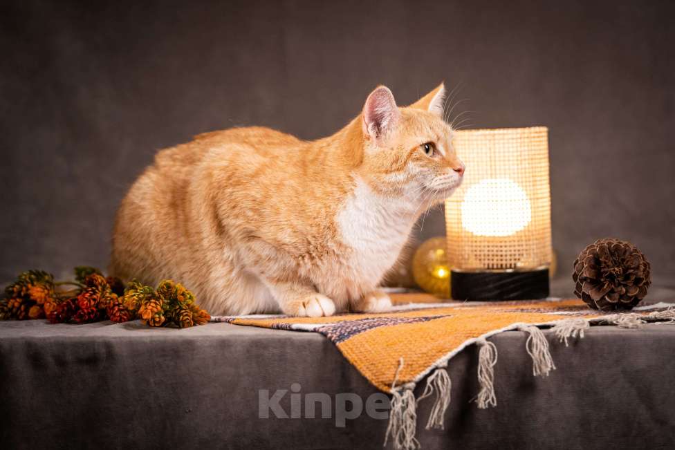 Кошки в Клине: Кутси – рыжая загадка с независимым характером Девочка, Бесплатно - фото 7