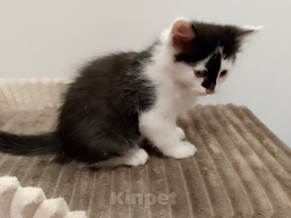 Кошки в Москве: Котенок в добрые руки Мальчик, Бесплатно - фото 4