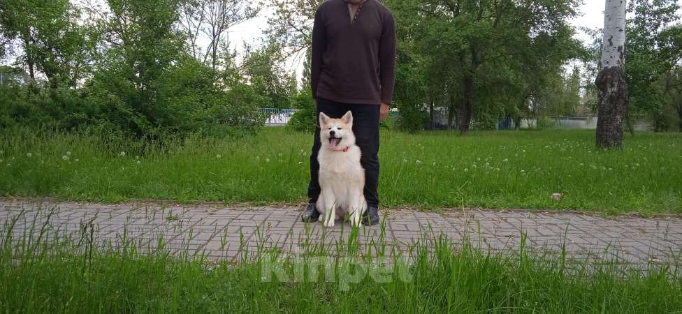Собаки в Санкт-Петербурге: Японская Акита Девочка, 15 000 руб. - фото 1