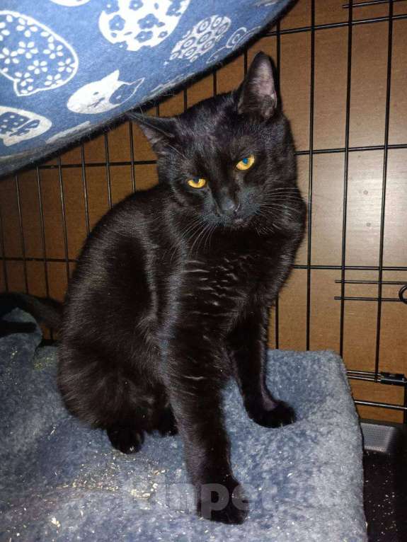 Кошки в Москве: Котенок Бусик Мальчик, Бесплатно - фото 8