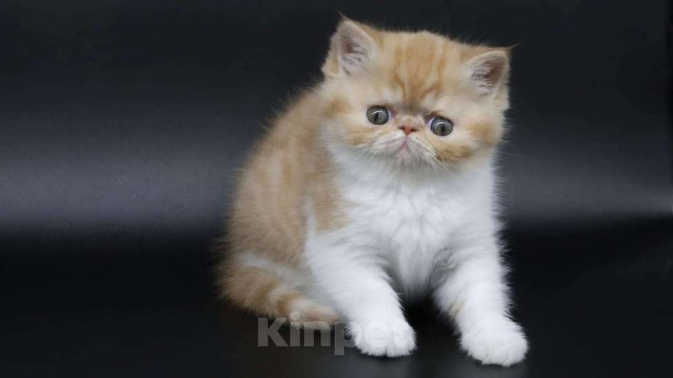 Кошки в Новокузнецке: Экзотические и персидские котята Девочка, Бесплатно - фото 2