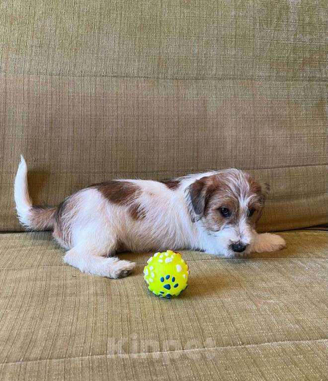 Собаки в Ростове-на-Дону: Щенки жесткошерстного Джек Рассел терьера Девочка, 40 000 руб. - фото 3