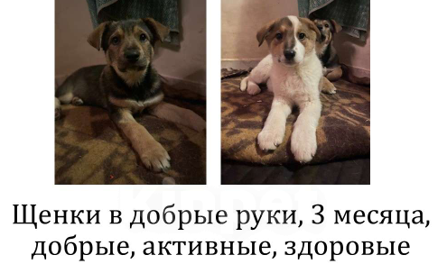 Собаки в других городах Ленинградской области: Щенки метисы лайки Девочка, Бесплатно - фото 5