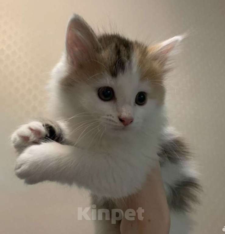 Кошки в Йошкаре-Оле: Отдам в хорошие руки Девочка, Бесплатно - фото 1