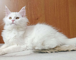 Кошки в Симферополе: Котята Мейн Кун  Девочка, 15 000 руб. - фото 2