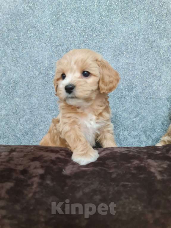 Собаки в Кемерово: Мальтипу  Мальчик, 60 000 руб. - фото 3