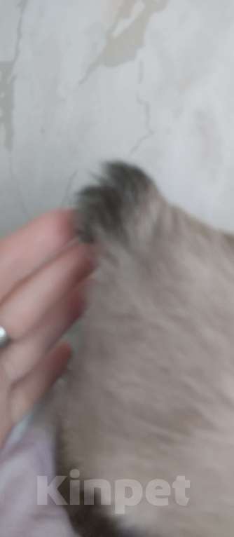 Кошки в других городах Московской области: Пуша Девочка, 18 000 руб. - фото 3